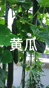 Green Heart Cucumber Seeds: A Guide to Growing Strong & Heat-Resistant Cucumbers