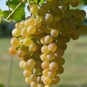 Bibit Anggur Yellow Belgia STEK