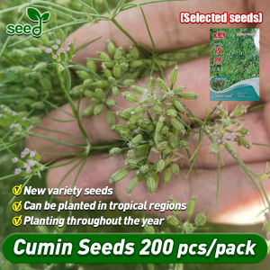 100% Authentic Cumin Seeds for Planting (Fast Growing 200pcs/pack)‌ Fresh black Cumin seeds oil/organic Cumin seeds Herb Seeds Heirloom Seeds for Gardening Balcony Potted Cumin Plants Seeds Live Vegetable Plants Easy To Grow Seed Buto Ng Bulaklak