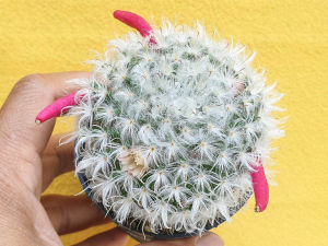 ต้นกระบองเพชร แมมขนแมว แมมลูกแมว (ไม้เพาะเมล็ด) เพื่อใช้ในการเทรด Mammillaria bocasana #แคสตัส #cactus #สีชมพู