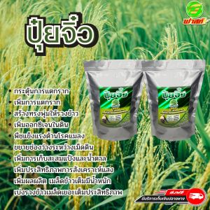 เร่งการแตกราก ดินหลวมร่วนซุย บำรุงต้นใบเพิ่มการแตกกอ ขยายช่อรวงข้าว ปุ๋ยจิ๋ว2ถุง เพิ่มออกซิเจนในดิน เพิ่มประสิทธิภาพการสังเคราะห์แสง พืชแข็งแรง