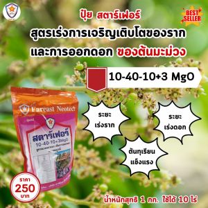 มะม่วง โตไว ใบเขียว เร่งราก เร่งดอก ขยายขนาด ผลใหญ่ ผลดก เพิ่มน้ำหนัก เพิ่มคุณภาพ ผลผลิต ด้วย ปุ๋ย สตาร์เฟอร์