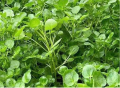 Hạt Giống Rau Cải Xoong Xanh - Ngon Giòn - Cải Xoong Mỹ. 