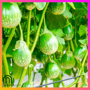 SeedsPLAZA™ - Thai Eggplant Seeds (20 Seed) for Planting Vegetable Plants + Planting Instruction for Thai Ilocos Variety