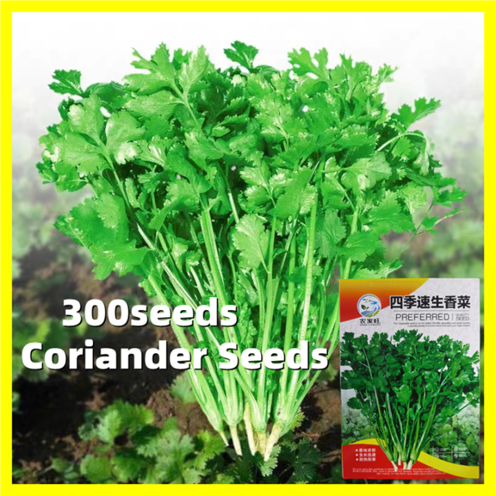 High Yield Heat Tolerant Coriander Seeds for Planting - 300 Seeds Benih ...