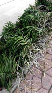 Combo 6 Cây Lan Giống (cao 20-30cm) 5 màuĐỏ2VàngTímHồng.Cam