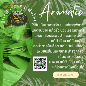 เจียวกู่หลาน กระพังโหม เกรดA Organic100%