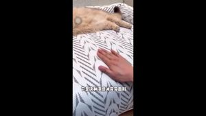 Herringbone Pet Sofa Cover with Bolsters Thickened Plush Dog Couch Bed Non-Slip Anti-Scratch Machine Washable