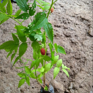 Daun Arbei hutan segar / Obat Herbal daun Boboretean 100% Organik Alami