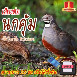 BigT Shop เสียงต่อนกคุ้ม แฟลชไดร์ฟ USB mp3 ความยาว 10 ชม. เปิดถึงเช้า เสียงนกคุ้ม เสียงดังฟังชัด เสียงนกแท้ เสียงดังฟังชัด100%