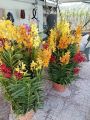 COMBO Nhiều Màu Cây Lan Giống Mokara cao 30-40 Cm (Đỏ,Vàng,Tím,Hồng,Cam). 