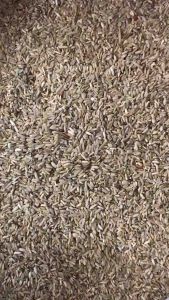 Freeship Tuấn Gạo Lứt thức ăn giàu dinh dưỡng cho chim cảnhBồ câugà đá 13.000đ/1kg.