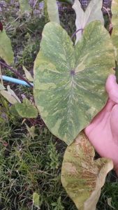 Nadthida Colocasia Lemon Lime ตัดสด ไม่ตัดใบ เคลมฟรี ผ่านช่องประสบการณ์ เลม่อน ไลม์ Nadtida ต้นไม้ตายระหว่างขนส่ง