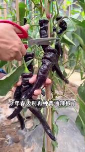 Black chili beauty chili purple-skinned chili purple bell pepper a complete collection of balcony vegetables for all seasons