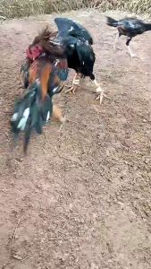 ไข่เชื้อไก่ชน ชุด 5 ฟอง เจ้าเสือดาว (พ่อกัสตูโซ่/แม่กระทิง) ราคาต่อ 1 ฟอง