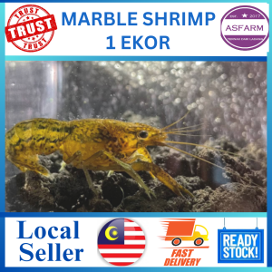 Marble Shrimp