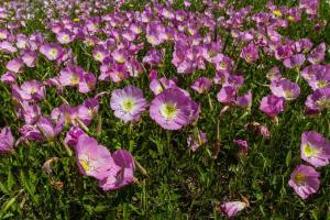 Amefurashi 100 Benih Pink Evening Primrose Flower