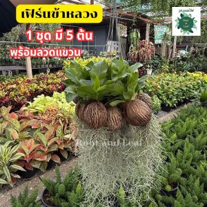 เฟิร์นข้าหลวงพร้อมเคราฤาษี 1 ชุดมี 5 ต้น พร้อมแขวน ประดับตกแต่งภายในบ้าน ดูแลง่าย ใบเขียวสวย