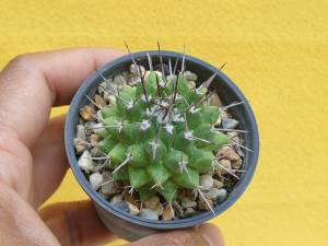 ต้นกระบองเพชร แมมมิลาเรีย นิเพลเลียนา ไม้เพาะเมล็ด Mammillaria knipelliana cactus Mammillaria แคสตัส
