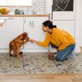 Dog Feeding Reminder, Dog Fed Sign Tracker -Daily Am/Pm Chart Slider Sign forFeeding and Pill Reminder, Easy to Use On Fridge Or Wall with Adhesive and Magnet,Pet Supplies. 