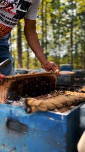 Madu Lavi Nektar bunga Randu 1000gram Real Raw Honey