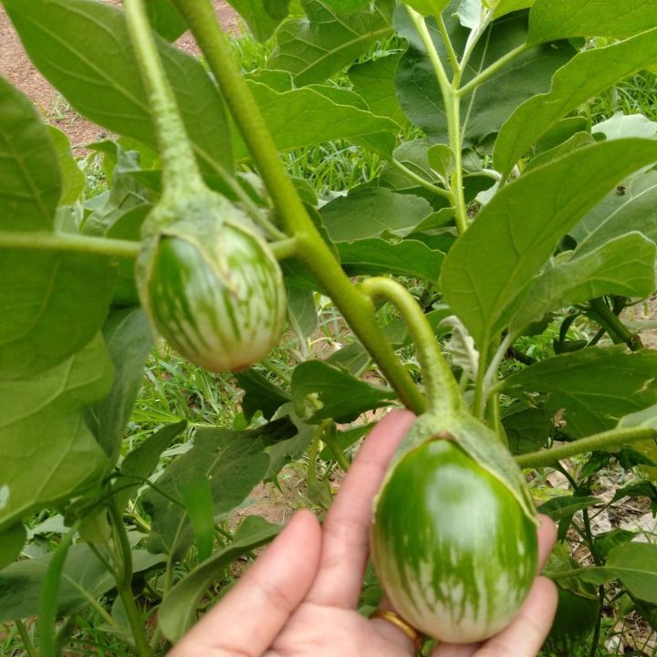 เมล็ดมะเขือเปราะลายคางกบ สีสันสดใส