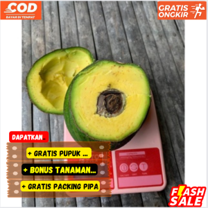 Pohon / Bibit Alpukat Markus ( Kendil ) Super Unggul Cepat Berbuah