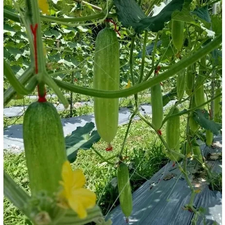 เมล็ดพันธุ์แตงกวา ปลูกง่าย โตเร็ว พร้อมโปรโมชั่น