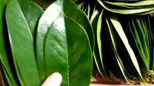 Daun Sirsak segar - Langsung petik dari pohon - banyak manfaat