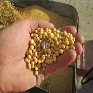 ĐẬU NÀNH SẠCH THIÊN THẢO ORGANIC