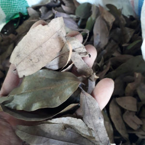 HERBAL TERMURAH DAUN KAYU MANIS KERING 500 GRAM
