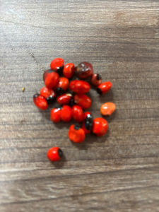 Hạt giống sâm Ngọc Linh Ship Toàn Quốc ( Hạt đỏ tươi đã già )