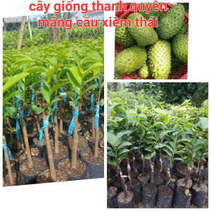 CÂY GIỐNG MÃNG CẦU XIÊM THÁI hay còn gọi MÃNG CẦU GAI (CÂY GHÉP BO)