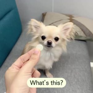 [DR.BY SKIN PROBIOTICS]  Dog  Improvement of skin immunity Supplement (Chewable type)