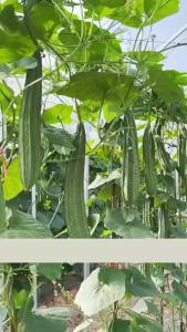 Fragrant and tender eight-sided loofah Guangdong loofah with thin skin and thick flesh vegetable