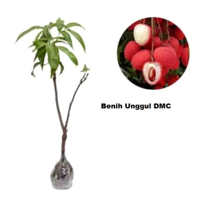 Bibit Leci Merah Ukuran Besar Hasil Cangkok