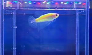 Betta Neon Goblin