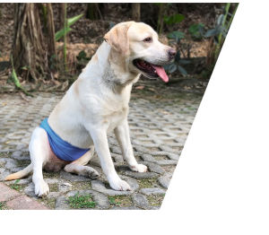 Kakaoppa Male Dog Physiological Belt Anti-harassment Dog Diaper Belly Protector Teddy Golden Retriever Washable Mesh Breathable Pet Hygiene Sanitary Briefs