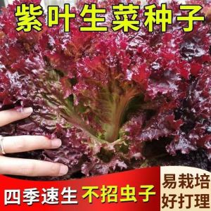 Purple Leaf Lettuce Four Seasons Fast Growing Can Be Eaten Raw Purple Red Lettuce Balcony Easy Nutritious Vegetable
