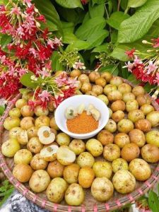 1 kg Quả mắc kham (me ngọt ) giòn tan ngọn ngọt đặc sản núi rừng phía bắc hoa quả ăn vặt ngon
