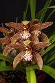 COMBO 3 THÂN ĐỊA Lan kiếm hồng hoàng , trần mộng thu - Cymbidium iridioides. 