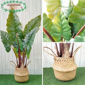 Pohon Imitasi Keladi Giant Taro & Keladi Pelangi T120 Latex Cover Anyaman Purun Belly Medium Hiasan Cafe