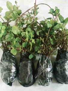jual bibit herbal daun mint siap tanam 1 bibit