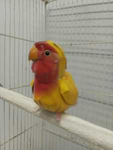 คอนลับเล็บ ยาว 20 ซม. เพียง 29 บาท สีขาว สไตล์มินิมอล เรียบง่าย กลมกลืมกับกรงนก ไม่ฉูดฉาด ไม่แย่งซีนนก มองดูสบายตา แลดูนกสวยขึ้น