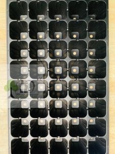 POT TRAY SEMAI UNTUK MENYEMAI TANAMAN