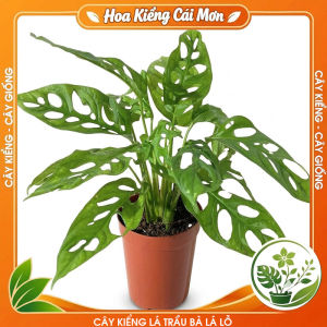 Cây Kiểng Lá Trầu Bà Lá Lỗ - Vẻ Đẹp Sang Trọng Dễ Trồng Trang Trí Nhà Cửa Ban Công Sân Vườn Văn Phòng