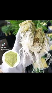 พร้อมส่ง (ยกแผง) Rockwool Cube วัสดุปลูก ที่นิยมสำหรับผู้ปลูกแบบไฮโดรโปนิกส์ - Lazada