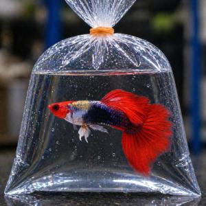 GPS Red Head Koi Guppy Per Pair