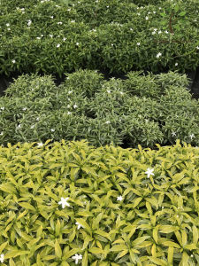 Berjaya Plant Nursery - Jasmine Jeliti/Ervatamia(Pokok Bunga Hidup/Pokok Hiasan Luar Rumah/Real Live Outdoor Plant)