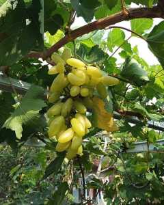 Bibit anggur import banana hasil grafting  Asli Valid